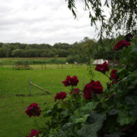 IMGP8453